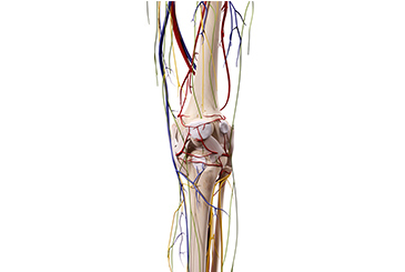Genicular Nerve Blocks - Procedures
